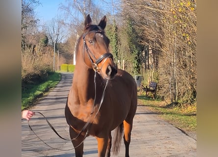 Cheval de sport irlandais, Jument, 12 Ans, 158 cm, Bai