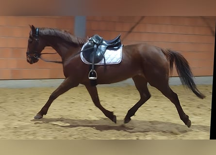 Cheval de sport irlandais, Jument, 12 Ans, 160 cm, Alezan brûlé