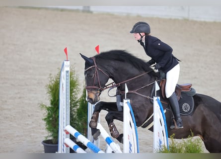 Cheval de sport irlandais, Jument, 12 Ans, 168 cm, Bai brun foncé