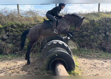 Cheval de sport irlandais, Jument, 13 Ans, 156 cm, Bai cerise