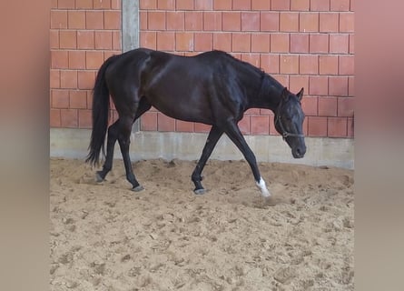 Cheval de sport irlandais, Jument, 13 Ans, 165 cm, Noir