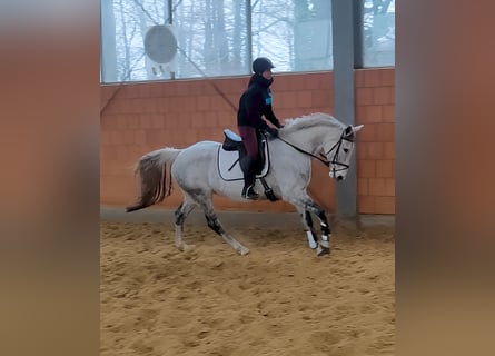 Cheval de sport irlandais, Jument, 13 Ans, 167 cm, Gris pommelé