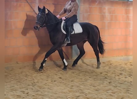 Cheval de sport irlandais, Jument, 14 Ans, 155 cm, Bai