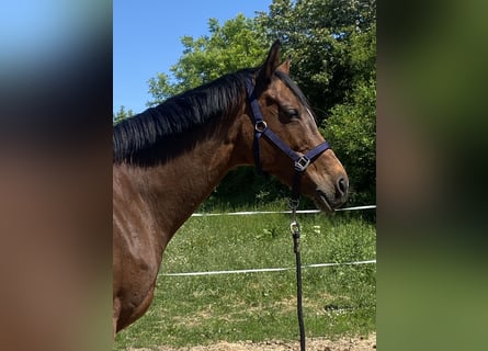 Cheval de sport irlandais, Jument, 14 Ans, 165 cm, Bai