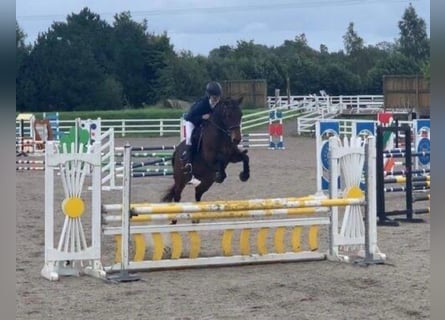 Cheval de sport irlandais, Jument, 15 Ans, 152 cm, Bai cerise