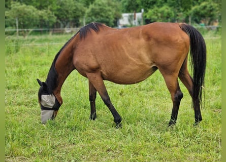 Cheval de sport irlandais, Jument, 15 Ans, 162 cm, Bai