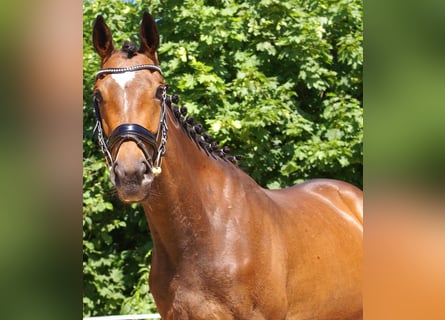 Cheval de sport irlandais, Jument, 3 Ans, 152 cm, Bai