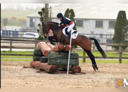 Cheval de sport irlandais, Jument, 4 Ans, 147 cm, Bai brun