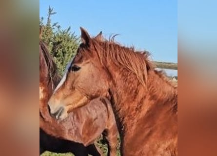 Cheval de sport irlandais, Jument, 4 Ans, 160 cm, Alezan brûlé