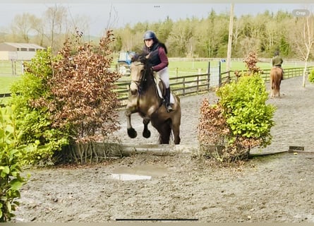 Cheval de sport irlandais, Jument, 4 Ans, 162 cm, Isabelle