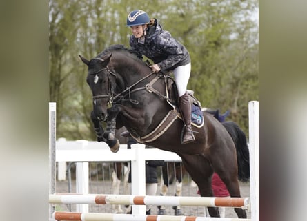 Cheval de sport irlandais, Jument, 4 Ans, 163 cm, Noir