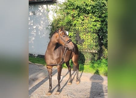 Cheval de sport irlandais, Jument, 4 Ans, 164 cm, Bai