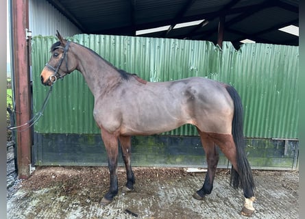 Cheval de sport irlandais, Jument, 4 Ans, 165 cm, Bai cerise