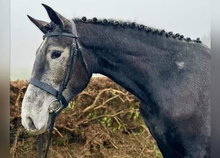 Cheval de sport irlandais, Jument, 4 Ans, 167 cm, Gris