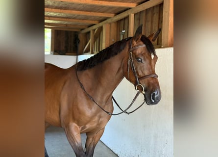 Cheval de sport irlandais, Jument, 4 Ans, 168 cm, Bai