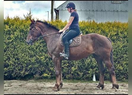 Cheval de sport irlandais, Jument, 4 Ans, 170 cm, Bai cerise
