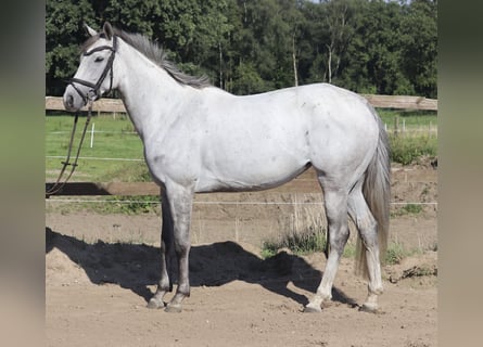 Cheval de sport irlandais, Jument, 5 Ans, 156 cm, Rouan bleu