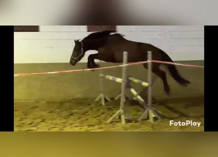 Cheval de sport irlandais, Jument, 5 Ans, 160 cm, Bai