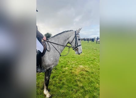 Cheval de sport irlandais, Jument, 5 Ans, 160 cm, Gris pommelé