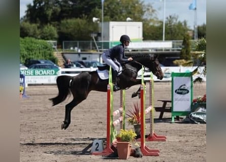 Cheval de sport irlandais, Jument, 5 Ans, 161 cm, Bai brun