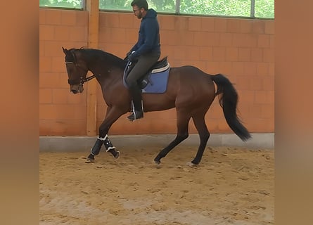 Cheval de sport irlandais, Jument, 5 Ans, 162 cm, Bai