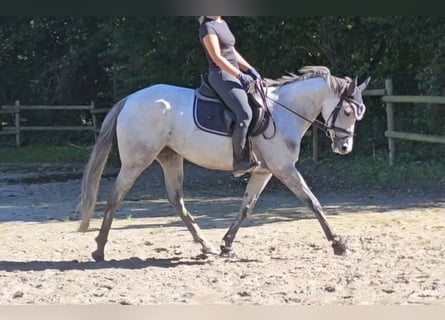 Cheval de sport irlandais, Jument, 5 Ans, 162 cm, Gris pommelé