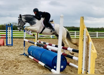 Cheval de sport irlandais, Jument, 5 Ans, 162 cm, Pinto