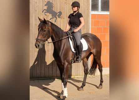 Cheval de sport irlandais, Jument, 5 Ans, 167 cm, Bai