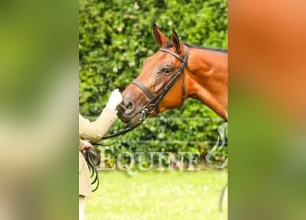 Cheval de sport irlandais, Jument, 5 Ans, 168 cm, Bai cerise