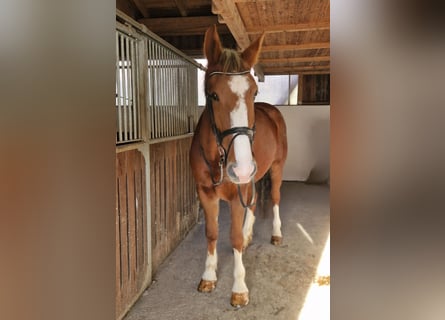 Cheval de sport irlandais, Jument, 5 Ans, 170 cm, Alezan brûlé