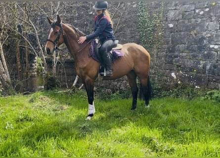 Cheval de sport irlandais, Jument, 6 Ans, 155 cm, Bai cerise