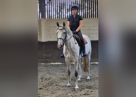 Cheval de sport irlandais, Jument, 7 Ans, 155 cm, Gris