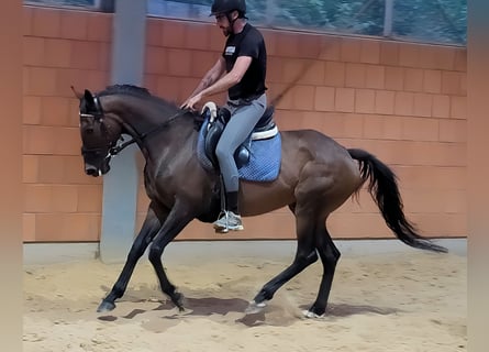 Cheval de sport irlandais, Jument, 7 Ans, 160 cm, Bai