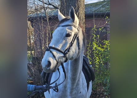 Cheval de sport irlandais, Jument, 7 Ans, 162 cm, Gris pommelé