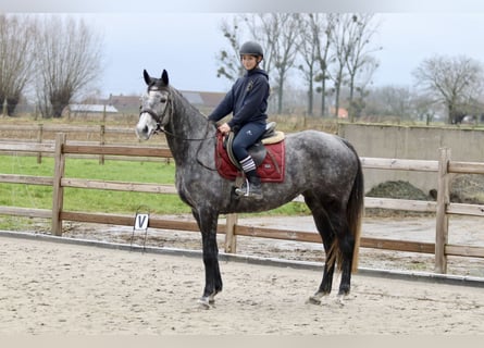 Cheval de sport irlandais, Jument, 7 Ans, 162 cm, Rouan bleu