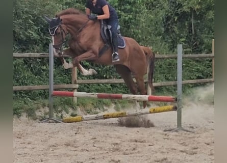 Cheval de sport irlandais, Jument, 7 Ans, 165 cm, Alezan brûlé