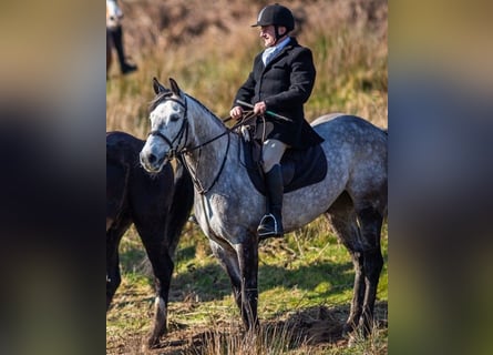 Cheval de sport irlandais, Jument, 8 Ans, 158 cm, Gris