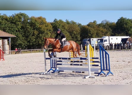Cheval de sport irlandais, Jument, 9 Ans, 164 cm, Alezan brûlé