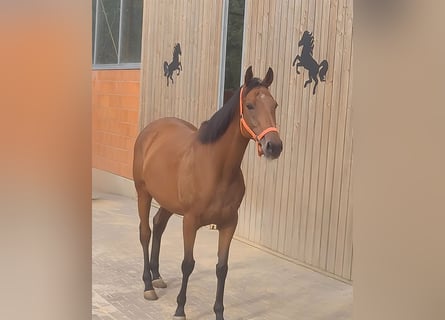 Cheval de sport irlandais, Jument, 9 Ans, 165 cm, Bai