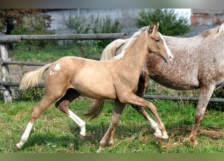 Cheval de sport polonais, Étalon, 1 Année, 167 cm, Palomino