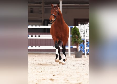 Cheval de sport polonais, Étalon, 3 Ans, 169 cm, Bai cerise