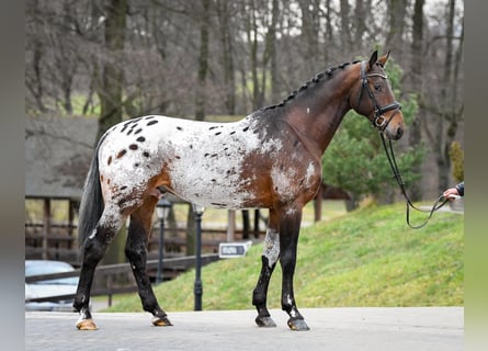 Cheval de sport polonais, Étalon, 5 Ans, 175 cm, Léopard