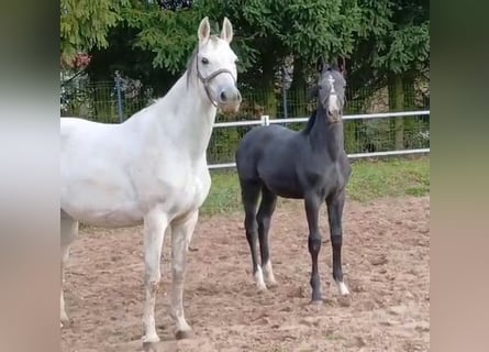 Cheval de sport polonais, Étalon, Poulain (05/2025), 170 cm, Gris noir