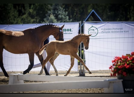 Cheval de sport polonais, Étalon, Poulain (06/2026), Alezan