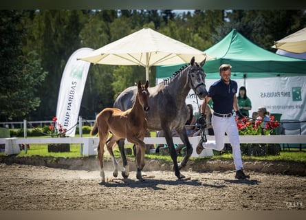 Cheval de sport polonais, Étalon, Poulain (06/2026), Alezan
