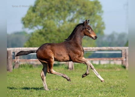 Cheval de sport polonais, Étalon, Poulain (03/2026), Bai