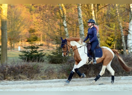 Cheval de sport polonais, Hongre, 4 Ans, 159 cm, Pinto