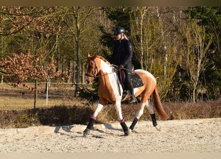 Cheval de sport polonais, Hongre, 4 Ans, 159 cm, Pinto