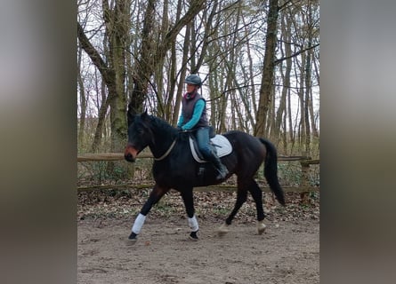 Cheval de sport polonais, Hongre, 4 Ans, 170 cm, Bai