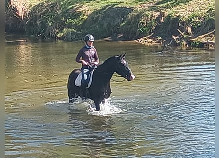 Cheval de sport polonais, Hongre, 4 Ans, 174 cm, Noir